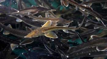 Найден способ безопасной заморозки спермы рыб в жидком азоте