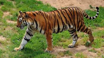 В Хабаровском крае проверяют данные о гибели лесозаготовителя от лап тигра