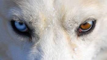 На Ямале расследуют нападение стаи собак на ребенка