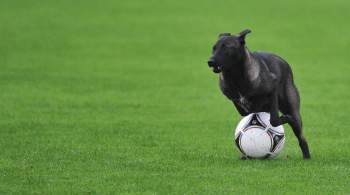 Собака уснула на поле во время футбольного матча в Парагвае