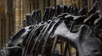 В США продали уникальный скелет динозавра
