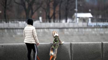 В Приамурье выписали первые штрафы за агрессию собак 
