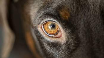 Ученые нашли неизвестный коронавирус, который распространяют собаки