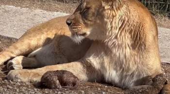 В крымском зоопарке львица родила трех львят