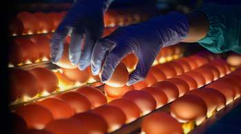 Таможенная подкомиссия поддержала обнуление пошлин на яйца на полгода 