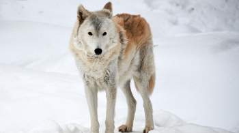 В якутском селе объявили ЧС из-за нашествия волков