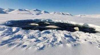 Пролив и бухта Чукотки, где застряли 50 белух, освобождены ото льда