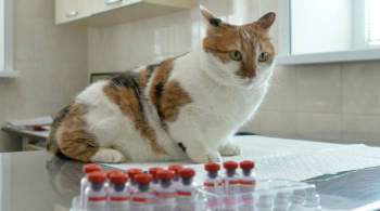 Кошки могут заболеть COVID-19 при контакте с постелью зараженного хозяина