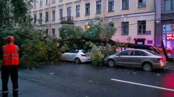 В Санкт-Петербурге сильный ветер за ночь повалил около ста деревьев