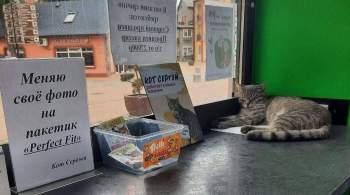  Уволенному  коту Сергею предложили работу в администрации Санкт-Петербурга 