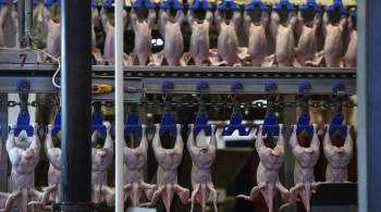 В Россельхознадзоре рассказали о недовольстве Китая из-за поставок курятины