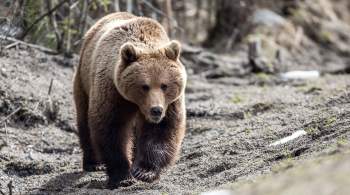 Бурый медведь занял пустой дом на Камчатке