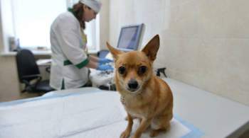 Эксперты рассказали, кто чаще всего обращается к ветеринарам онлайн