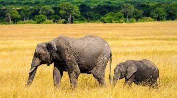 Редкие близнецы африканских слонов родились в заповеднике Кении