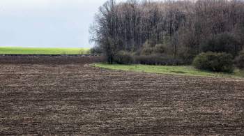 На Украине пожаловались на  зерновое проклятие 