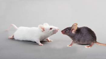 В Роспотребнадзоре назвали способы профилактики мышиной лихорадки