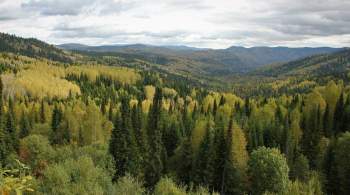 В Удмуртии восстановят более девяти тысяч гектаров леса 