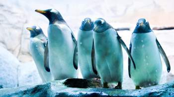 Глава Минприроды исполнит желание семилетнего Глеба погладить пингвина