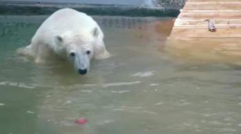Медведя Диксона из Московского зоопарка пока не пустят к бассейну