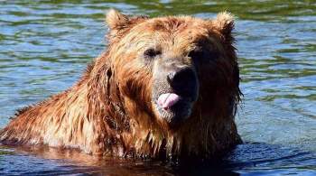 Житель Сахалина выжил в схватке с медведем