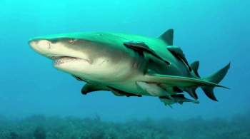 В Австралии серфер погиб после нападения акулы