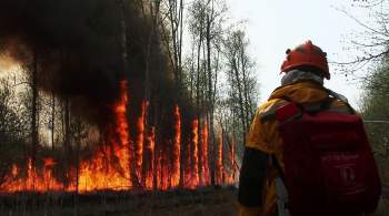 В Ростовской области потушили лесной пожар