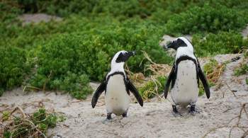 В ЮАР рой пчел убил 63 пингвина