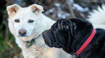 Команда помощи шарпеям: как в Москве спасают плюшевых псов