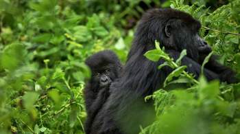 Почти все гориллы в американском зоопарке заболели коронавирусом