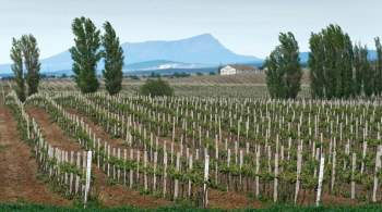 Минсельхоз поделился планами увеличить площадь виноградников в 2024 году 