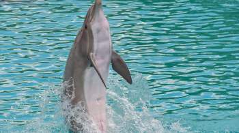 В Сочи массово гибнут дельфины, заявил эксперт