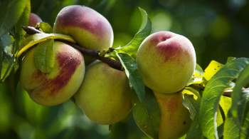 Болгарские производители персиков заявили о коллапсе отрасли