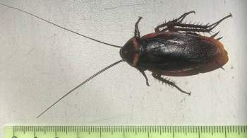 Ученый рассказал, откуда был завезен таракан, поразивший жительницу Кубани