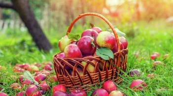 Диетолог рассказала, сколько яблок можно съедать в день