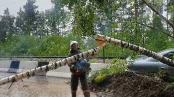 В Москве во вторник ветер повалил 17 деревьев