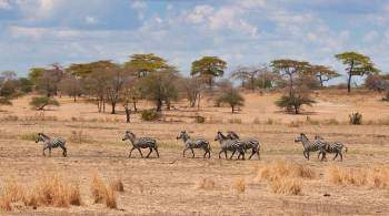 В Танзании умерли более 62 тысяч животных из-за засухи, сообщили СМИ