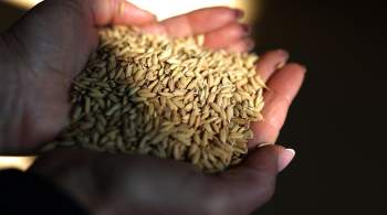 Запрет на экспорт риса из России продлили еще на полгода 