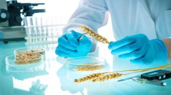 Российские ученые установили особенности накопления металлов в пшенице 