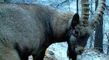 Полиция признала законной резонансную охоту на козерога на Алтае