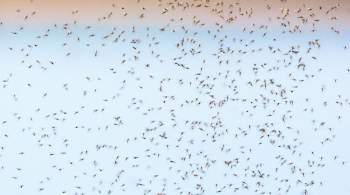 Люди сгребают руками: полчища комаров в Таганроге попали на видео