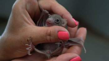 В Московском зоопарке родились детеныши летучих мышей и крыланов
