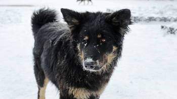 В Кирове построят первый государственный приют для бездомных животных