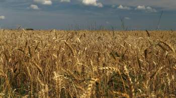 В южных регионах России собрали полтора миллиона тонн зерна