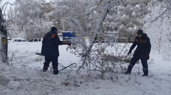 В Рязани более ста деревьев упали из-за непогоды 