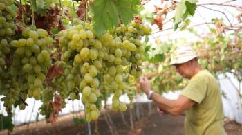 Роскачество спрогнозировало рекордный объем производства фермерского вина 