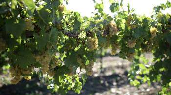 Минсельхоз ожидает, что урожай винограда останется на уровне 2020 года