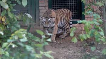 Самочувствие спасенной в Приморье амурской тигрицы улучшилось