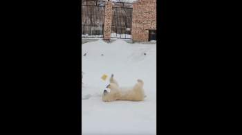 В зоопарке в Омской области утонула белая медведица Забава