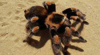 В Австралии паук-гигант залез на министра и вызвал переполох 