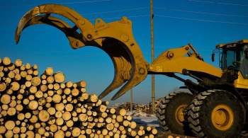 Россия введет пошлину в 10% на экспорт некоторых видов древесины